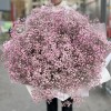 51 розовая гипсофила